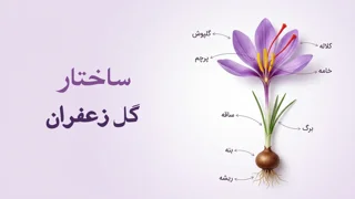 ساختار گل زعفران چیست؟ آشنایی با کلاله، خامه و اجزای گل